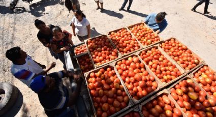 Decisión de EU para detener entrada de tomate “no se desarrolla al amparo del T-MEC”: Secretaría de Economía