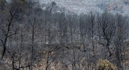 Desalojan a 400 personas por incendio en la sierra de Arteaga; fuego afecta más 7 mil hectáreas