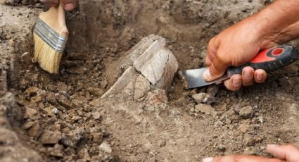 Niño de seis años encuentra un fósil de casi 500 millones de años en su jardín