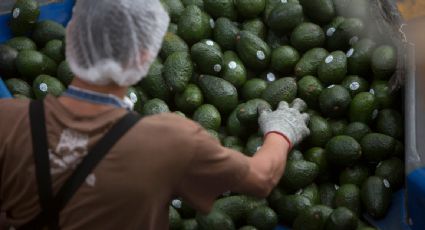 En CDMX, el aguacate llega hasta a 80 pesos por kilo; hay bastante en Michoacán, dice productor