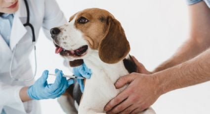 Estudio hecho en Malasia identifica un nuevo coronavirus originado en perros