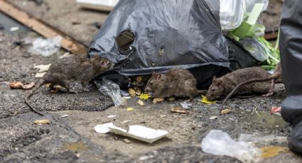 Detectan el primer caso humano de hantavirus en Michigan