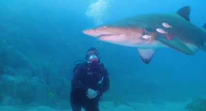 Científicos detectan drogas y medicamentos en tiburones en las islas del archipiélago de Bahamas