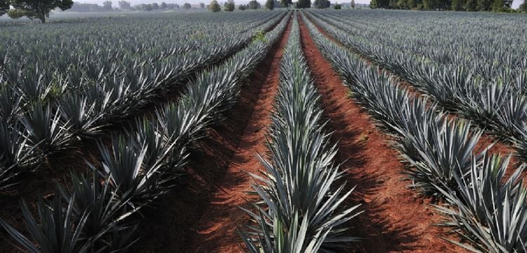 Aumentan las importaciones de tequila a Estados Unidos por amenaza de aranceles de Trump