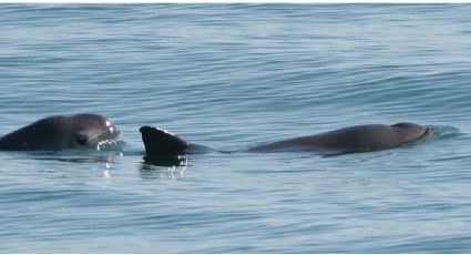 Gobierno de México afirma que trabajará con organizaciones para preservar hábitat de la vaquita marina