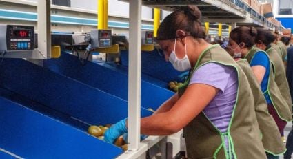 Exportaciones agroalimentarias de México rompen récord en 2021; cifra es la más alta de los últimos 29 años