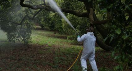 Senadores y especialistas analizan reformas para eliminar el uso del glifosato en plaguicidas y fertilizantes