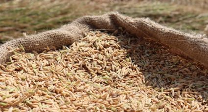 Rusia extiende hasta diciembre la prohibición a la exportación de arroz que impuso desde 2022 para "la estabilidad en el mercado interno"