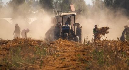 Tras alcanzar su máximo en mayo, precios de alimentos en el mundo aligeran incremento en enero, con alza de 17.5%