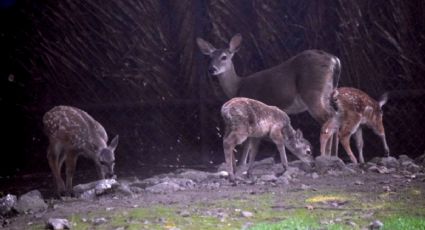 Covid-19 en fauna salvaje puede mutar y ser más peligrosa para humanos, advierten expertos