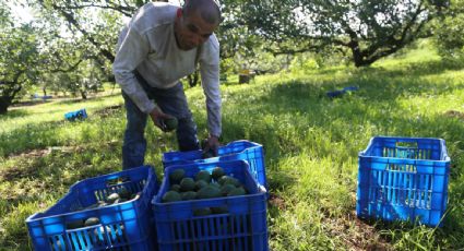 México registró un superávit en la balanza comercial agroalimentaria de 1,558 millones de dólares entre enero y febrero: Sader