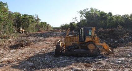 Académicos aceptan diálogo con AMLO por el Tren Maya: "no tenemos otro interés más que la defensa de la selva"