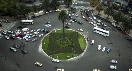 CDMX retirará la palmera que está en la Glorieta de la Palma por plaga de hongos y bacterias