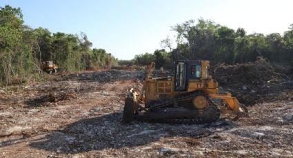 Ambientalistas se amparan contra la construcción del tramo 5 del Tren Maya por afectar la biodiversidad