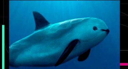 La vaquita marina no está condenada a la extinción por factores genéticos, revela estudio publicado en Science