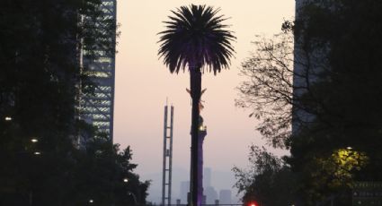 El ahuehuete que sustituirá a la palma en la Glorieta de la CDMX se plantará el 5 de junio