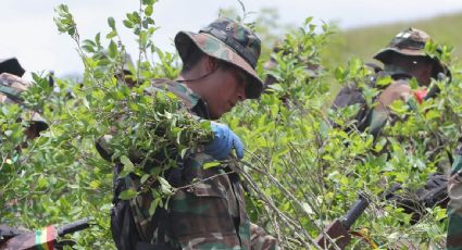 La producción de cocaína en Colombia fue de 994 toneladas el año pasado, 22 menos que el periodo anterior