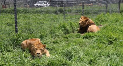 La Profepa informó que se han trasladado 121 felinos rescatados de un predio en el Ajusco