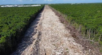 INAI ordena a Fonatur publicar los documentos del contrato para el plan de desarrollo del Tren Maya en Palenque