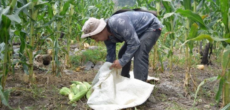Huella hídrica de México aumenta más del 16% en 12 años y agricultura concentra el mayor gasto