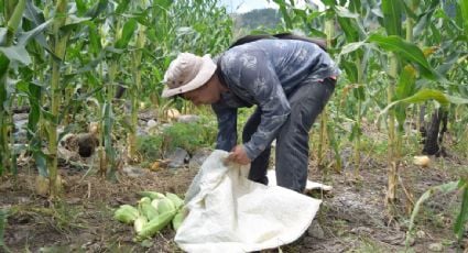 La producción de maíz en México cayó un 40% este año, afirman campesinos