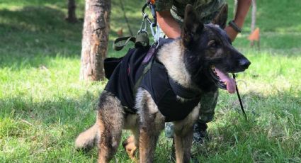 Erigirán en Estambul un monumento a Proteo, perro rescatista de la Sedena que murió en Turquía