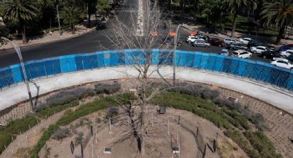 El Gobierno de la CDMX reconoce que plantó el ahuehuete de Reforma sin hacer estudios de suelo