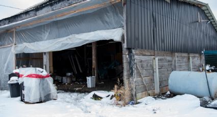Rescatan a 64 mexicanos en Canadá víctimas de explotación laboral; hay cinco detenidos