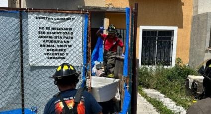 Autoridades de Quintana Roo advierten sanciones tras hallar a 23 perros muertos en casa de Cancún