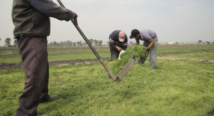 La economía pierde impulso por caída del sector servicios y crece 0.9% en el segundo trimestre del año