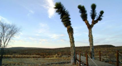 Buscan a cuatro migrantes que se perdieron en el desierto de Coahuila en su camino hacia EU