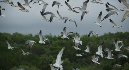 México cuenta ya con 200 áreas naturales bajo protección: Semarnat