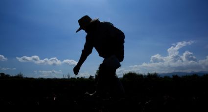 La Secretaría de Agricultura debe informar si sus técnicos especializados cumplen con los requisitos para el puesto