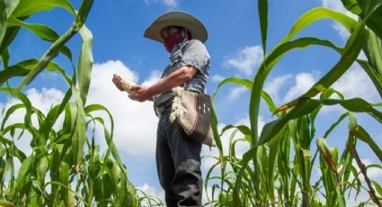 Agricultores abandonan el campo en Veracruz por extorsiones y cobro de piso; temen denunciar por desconfianza en las autoridades