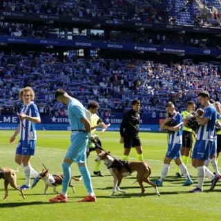 El Espanyol sale a la cancha con 11 perros abandonados para promover su adopción