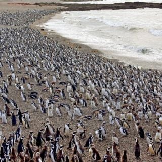 Condenan a un ganadero por matar a más de 200 pingüinos en Argentina