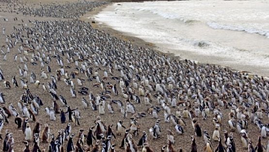 Condenan a un ganadero por matar a más de 200 pingüinos en Argentina