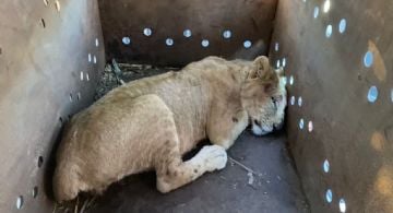 Rescatan a cachorro de león africano en Sinaloa; suman nueve grandes felinos abandonados en dos meses