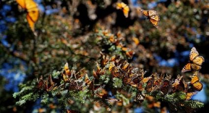 EU propone declarar a la mariposa monarca como especie amenazada