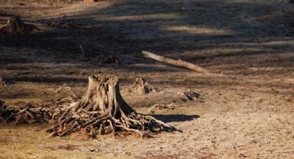 Cumbre de la ONU compromete más de 12 mil mdd para combatir la desertificación y la sequía