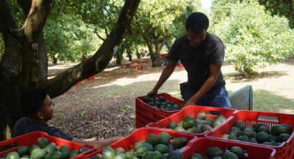 México admite petición de EU para revisar bajo el T-MEC una presunta denegación de derechos laborales en empresa aguacatera en Michoacán