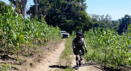 Hallan cuerpos desmembrados en comunidad del norte de Veracruz