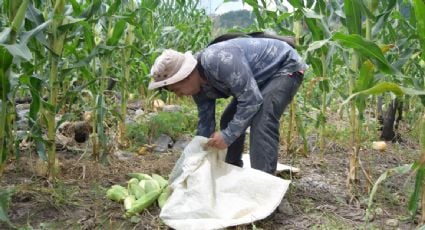 El gobierno de López Obrador pone freno a la prohibición del glifosato en México: aún no encuentran un herbicida sustituto