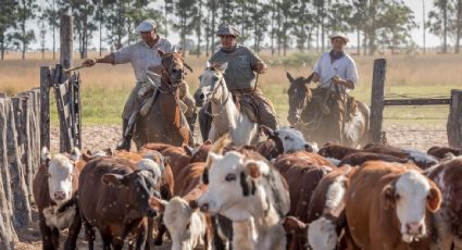 Seguridad alimentaria y la vacunación del ganado en Latinoamérica, claves para frenar los brotes transfronterizos de enfermedades: expertos