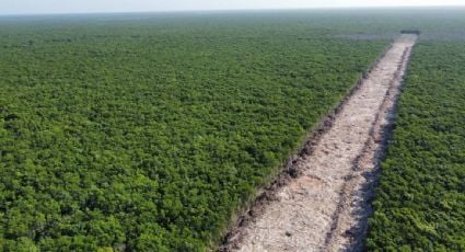 Activistas exhortan a candidatos presidenciales a recorrer el Tramo 5 del Tren Maya para comprobar los daños ambientales