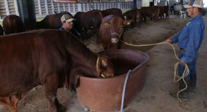 México toma medidas preventivas ante la detección de gripe aviar en ganado lechero de Estados Unidos