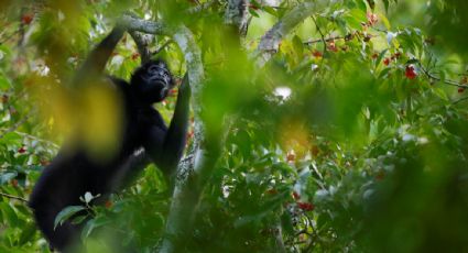 El cambio climático será la principal causa del declive de la biodiversidad para mediados de siglo: estudio