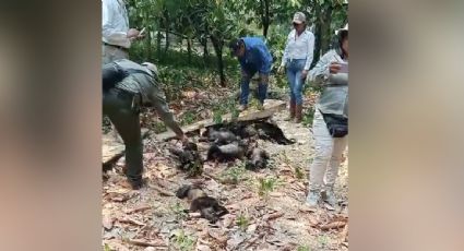 Las altas temperaturas en Tabasco provocan la deshidratación y muerte de monos aulladores, advierten ambientalistas