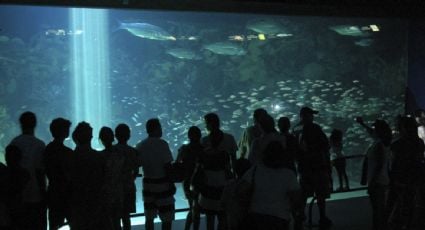 Cuitláhuac García confirma que hay menos animales en el Acuario de Veracruz y justifica sólo la ausencia de 18 ejemplares de los mil 577 que perdió