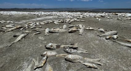 La sequía azota a Chihuahua: miles de peces mueren en la laguna de Bustillos y campesinos piden ayuda por afectaciones a la siembra